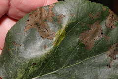 Phyllonorycter stettinensis