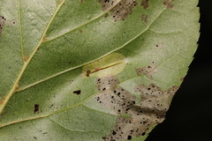 Phyllonorycter stettinensis