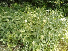 Urtica dioica