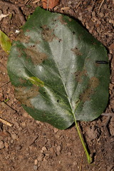 Phyllonorycter stettinensis