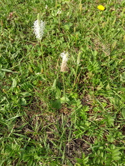 Plantago media