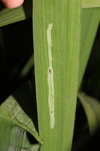 Cerodontha iraeos