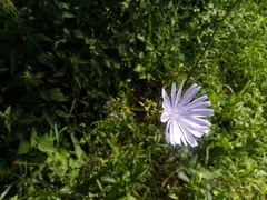 Cichorium intybus