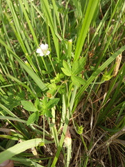 Geranium sibiricum