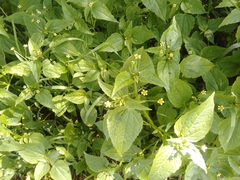 Galinsoga parviflora