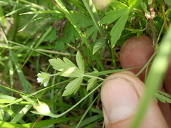 Geranium sibiricum