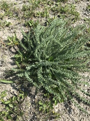 Oxytropis microphylla