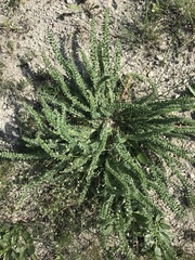 Oxytropis microphylla