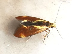 Metalampra
