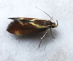 Metalampra