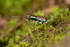 Jansenia azureocincta