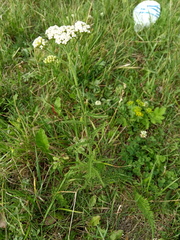 Achillea millefolium