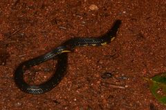 Uropeltidae