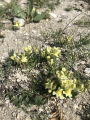 Linaria buriatica