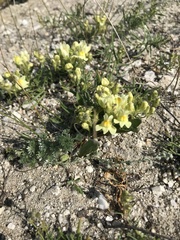Linaria buriatica