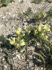 Linaria buriatica