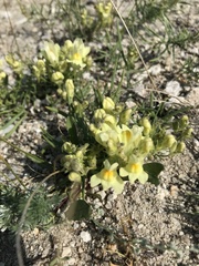 Linaria buriatica