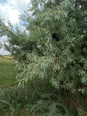 Elaeagnus angustifolia