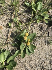 Halerpestes sarmentosa