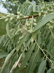 Elaeagnus angustifolia