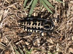 Plectrodera scalator