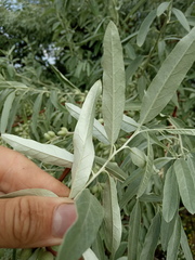 Elaeagnus angustifolia
