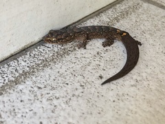 Christinus marmoratus