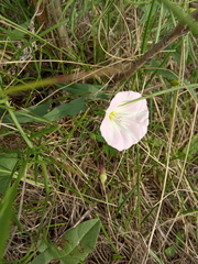 Convolvulus arvensis