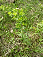 Euphorbia virgata