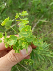 Euphorbia virgata