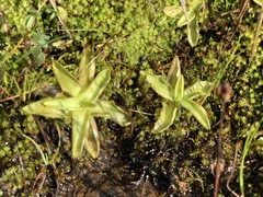 Pinguicula