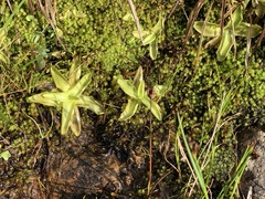Pinguicula