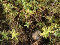 Pinguicula