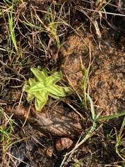 Pinguicula