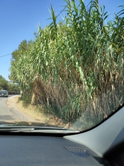 Arundo donax