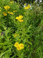 Pulicaria dysenterica