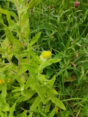 Pulicaria dysenterica