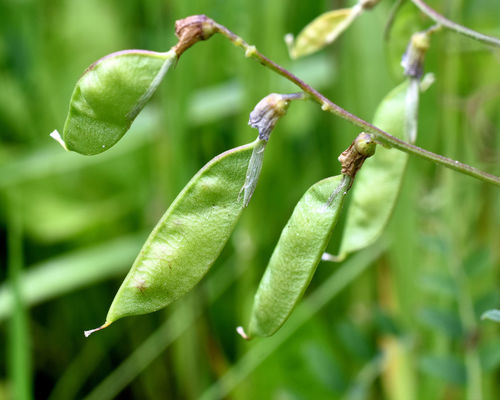 American vetch