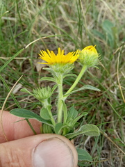 Pentanema britannica