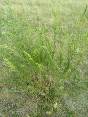 Artemisia dracunculus
