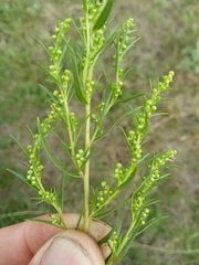 Artemisia dracunculus