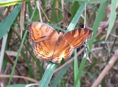 Junonia hedonia