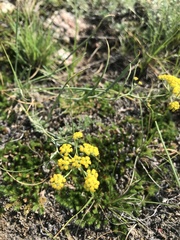 Bupleurum bicaule