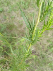 Artemisia dracunculus