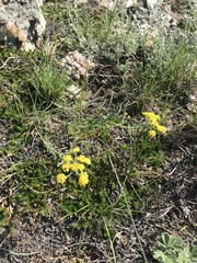 Bupleurum bicaule