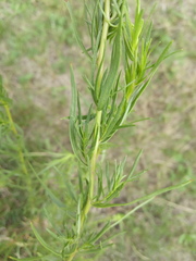 Artemisia dracunculus