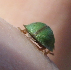 Cassida denticollis