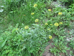 Sisymbrium loeselii