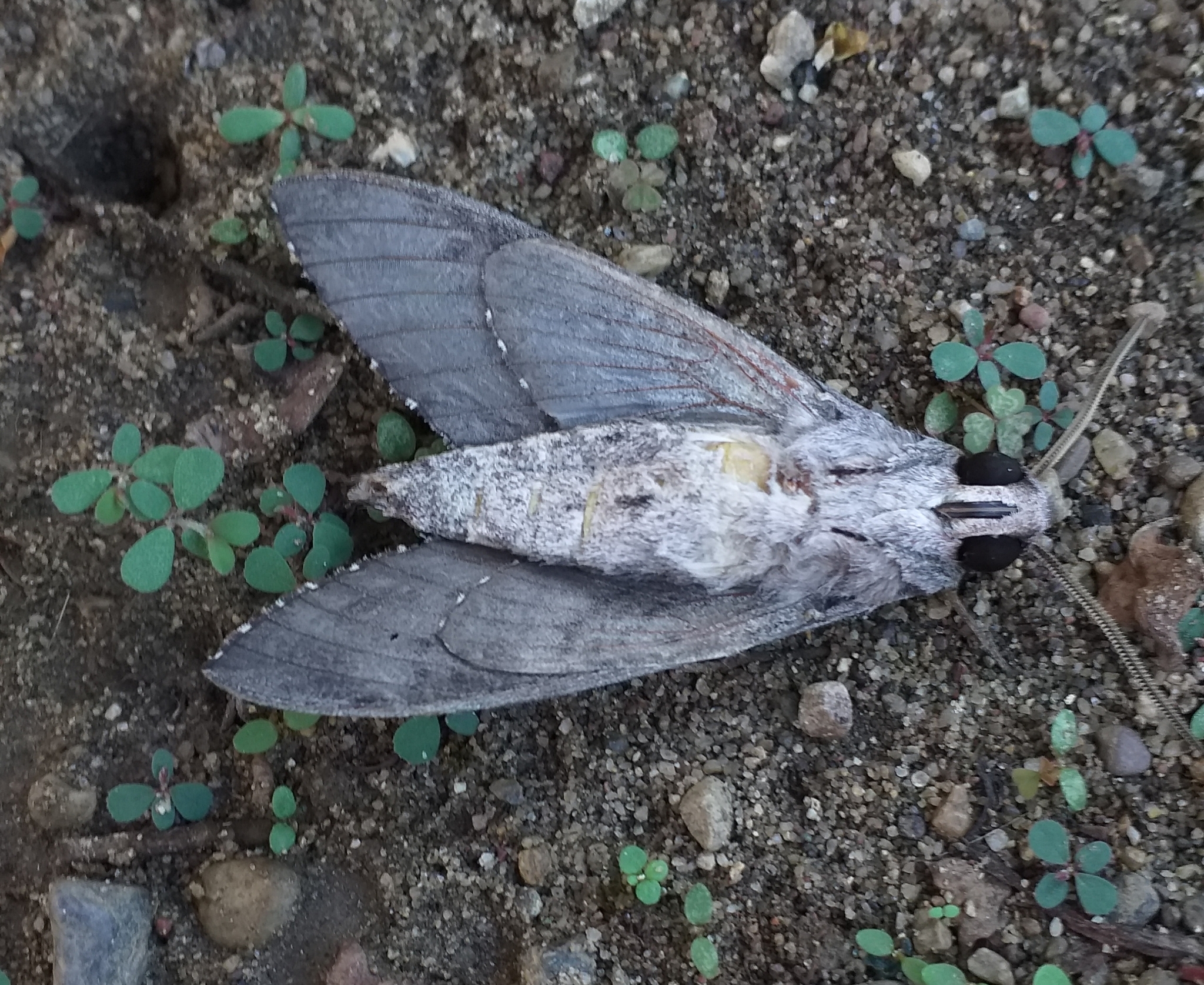 The Convolvulus Hawk-moth (Agrius - Butterfly Conservation