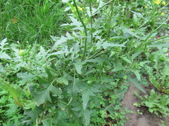 Sisymbrium loeselii